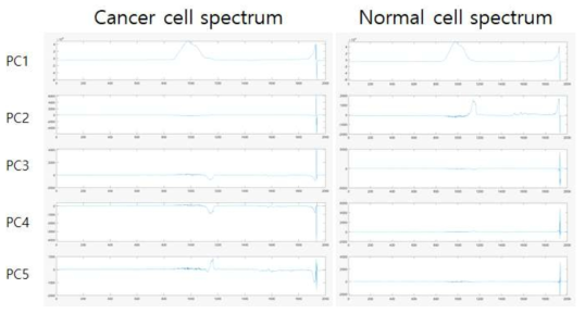 정상세포와 암세포 라만 스펙트럼의 주성분 분석 결과