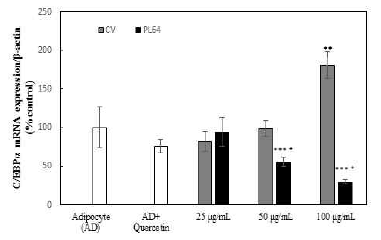 점질물처리에 따른 C/EBPα 유전자 발현량 *,**, and *** adipocyte vs quercetin, 25, 50, 100 μg/mL, + quercetin vs 25, 50, 100 μg/mL