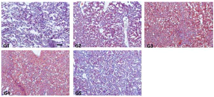 Oil Red O staining(liver). Magnification, x 100; scale bar = 100 ㎛