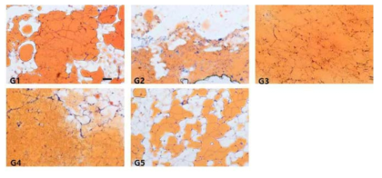 Oil Red O staining(epididymal fat). Magnification, x 100; scale bar = 100 ㎛