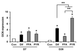 TRPC6와 TRPC3의 활성 조절에 따른 치주인대세포의 조골세포 분화중 OCN 발현변화 평가. *은 대조군과 비교. **은 대상군과 비교. P<0.05. Con, control; Dif, differentiation, FFA, flufenamic acid; OCN, osteocalcin; PYR, Pyr3