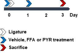 TRPC 조절물질 투여에 의한 치주염 진행과정의 평가. TRPC6 activator FFA와 TRPC3 inhibitor PYR을 마우스에 실로 결찰하기 2시간전(D0)과 결찰 1일(D1)에 위내 투여하였고, 결찰 3일(D3) 에 희생하였음