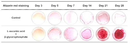 치주인대세포 분화과정에서 alizarin red 염색. 분화 21일부터 L-ascorbic acid+β -glycerophosphate 군의 석회화가 뚜렷하게 증가하는 것이 확인됨