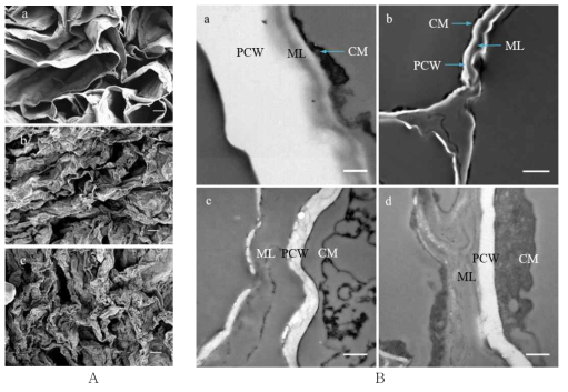 A. Scanning electron micrographs of ‘Bluecrop’ highbush blueberry fruit parenchyma tissues at pale green (a), reddish purple (b), and dark purple stages (c). Scale bars indicate 10 μm. B. Transmission electron micrographs of the parenchyma cell wall of ‘Bluecrop’ highbush blueberry fruit at pale green (a, b), reddish purple (c), and dark purple stages (d). CM, cell membrane; ML, middle lamella; PCW, primary cell wall. Scale bars indicate 500 nm for a, c, and d, and 2 μm for b