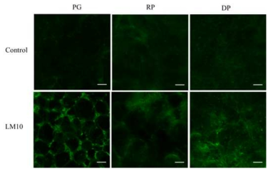 LM10 immunolabelling of xylan in the parenchyma tissues of ‘Bluecrop’ highbush blueberry fruits during ripening. PG, pale-green; RP, reddish purple; DP, dark-purple; IS, intercellular space; PCW, primary cell wall. Scale bars indicate 50 μm