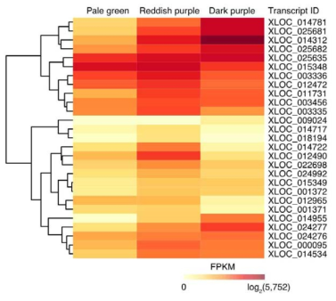 Heatmap on the log2FPKM values of candidate transcripts involved in expansins in ‘Bluecrop’ highbush blueberry fruits during ripening. The three ripening stages were based on fruit skin coloration: pale green at ca. 30 days after full bloom (DAFB), reddish purple at ca. 40 DAFB, and dark purple at ca. 50 DAFB. The DEGs were clustered based on their FPKM values