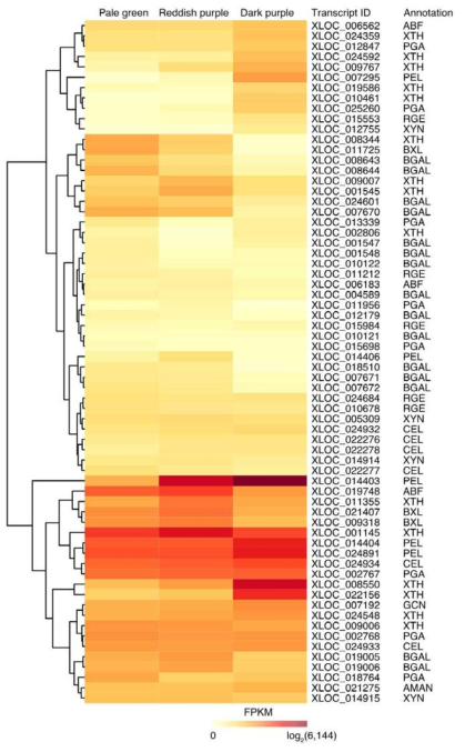 Heatmap on the log2FPKM values of candidate transcripts involved in cell wall degrading enzymes in ‘Bluecrop’ highbush blueberry fruits during ripening. The three ripening stages based on fruit skin coloration: pale green at ca. 30 days after full bloom (DAFB), reddish purple at ca. 40 DAFB, and dark purple at ca. 50 DAFB. The DEGs were clustered based on their FPKM values. ABF, α-arabinofuranosidase; AMAN, α-mannosidase; BGAL, β-galactosidase; BXL, β-xylosidase; CEL, cellulase; GCN endo-b-1,4-glucanase; PGA, polygalacturonase; PEL, pectate lyase; RGE, rhamnogalacturonan endolyase; XTH, xyloglucan endotransglycosylase; XYN, endo-1,4-β-xylanse