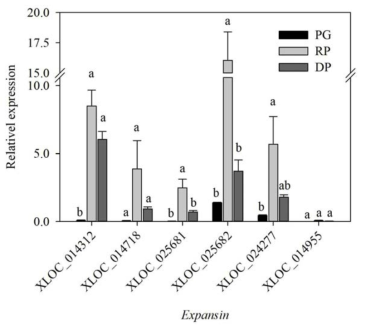 Relative expressions of genes encoding expasin in ‘Bluecrop’ highbush blueberry fruits during ripening. PG, pale green; RP, reddish purple; DP, dark purple