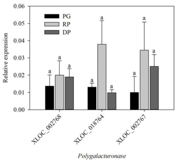 Relative expressions of genes encoding polygalacturonase in ‘Bluecrop’ highbush blueberry fruits during ripening. PG, pale green; RP, reddish purple; DP, dark purple