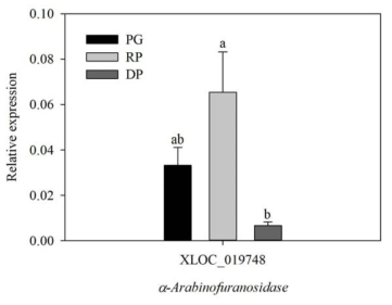 Relative expressions of genes encoding α-arabinofuranosidase in ‘Bluecrop’ highbush blueberry fruits during ripening. PG, pale green; RP, reddish purple; DP, dark purple