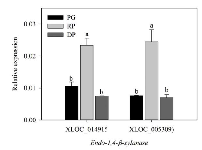 Relative expressions of genes encoding endo-1,4-β-xylanase in ‘Bluecrop’ highbush blueberry fruits during ripening. PG, pale green; RP, reddish purple; DP, dark purple