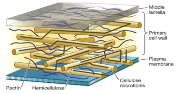 Cell wall structure(Sadava 등, 2011)