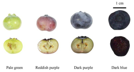 Ripening stages of ‘Bluecrop’ highbush blueberry fruits used in the study. PG, pale green; RP, reddish purple; DP, dark purple