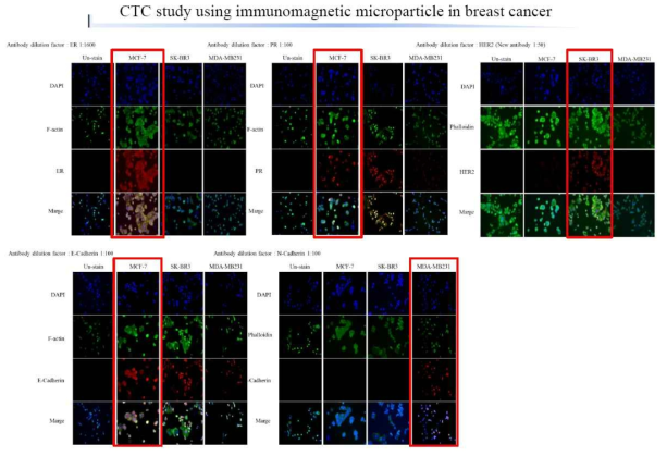 MCF9, SK-BR-3 MDA-MB321: immunofluorescence test