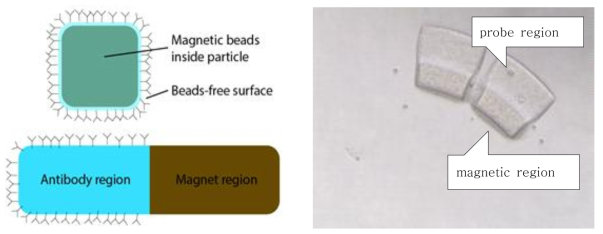 다양한 형태의 microparticle을 design하고 제작함