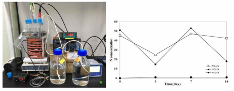 아나목스 반응기 셋업 및 N species 농도 변화