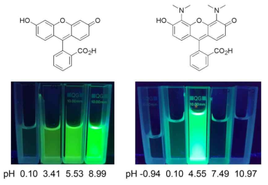플루오레세인과 BDMAF의 형광