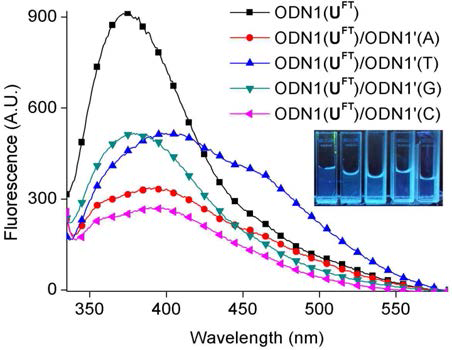 UFT를 포함하는 ODN의 이합페 형성에 따른 형광변화