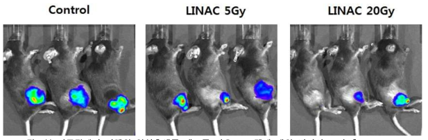 본 연구팀에서 시행한 악성흑색종 세포주 마우스 모델에 대한 방사선 조사 후 Luciferase activity 변화