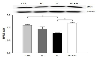 정계 정맥류 동물모델에서 오미자 추출물(SC) 섭취 후 고환에서의 남성호르몬 조절 기전 관련 protein 발현 변화