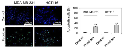 암세포 성장의 억제와 세포 사멸을 촉진하는 후코이단