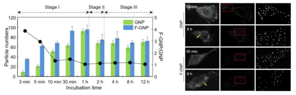 후코이단-금나노입자와 금나노입자의 암세포 내 시간별 분포그래프 및 영상