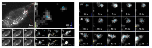 살아있는 단일 CT26 세포에서 단일 F-GNP의 실시간 추적. (a) EDF 이미지. (b) 추적 분석. 다른 시간에 (a1-a6) EDF 이미지와 (b1-b6) 추적 이미지의 스냅 샷. 단일 F-GNP의 실시간 추적 (c)세포막에 대한 접착력, (d) 막 횡단 수송 및 (e) 초국부화 분석을 통한 세포 내 수송