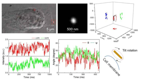 미분간섭효과 현미경을 통한 세포 윤곽 검출과 동시에 빔시트 산란 현미경을 통한 세포 내 나노로드의 산란 영상 수집. 편광기를 장착하여 나노로드의 세포 내 x, y, z, θ, π 각도를 파악