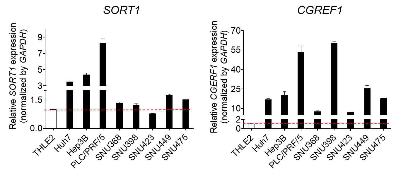 RT-qPCR assay를 이용하여 간암 세포주에서 타겟 유전자의 mRNA 발현 수준 확인