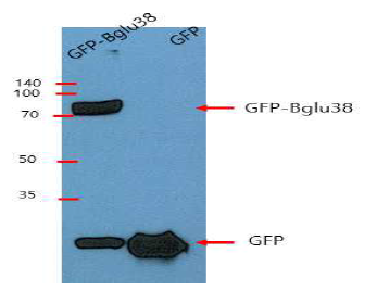 GFP-magnetic bead를 이용하여 GFP-Bglu38를 정제
