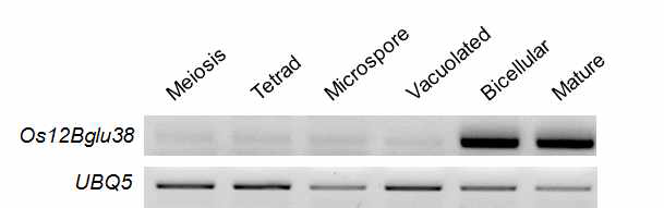 벼 화분 발달단계별 Bglu38(Os12Bglu38) 유전자의 RT-PCR 발현양상. OsUBQ5는 PCR control로 사용됨
