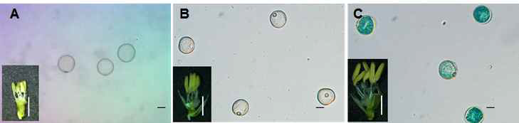 BGlu38 promoter:GUS 형질전환 라인의 후대 homo 벼의 화분 분석. Microspore(A), vacuolate(B), mature(C) 단계에서 화분에서의 GUS 분석