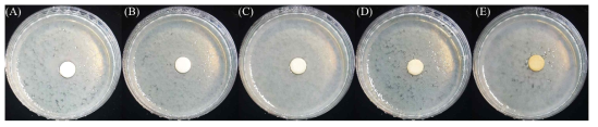 포도 뿌리 추출물에 의한 항세균 효과 검증. (A) Control, (B) 포도 뿌리 추출물 10μL, (C) 포도 뿌리 추출물 20μL, (D) 포도 뿌리 추출물 40μL, (E) 포도 뿌리 추출물 80 μL