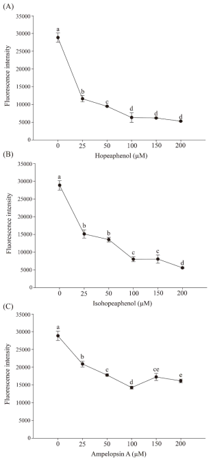 T3SS 저해제의 농도에 따른 GFP 발현감소 효과. (A) hopeaphenol 처리구, (B) isohopeaphenol 처리구, (C) ampelopsin A 처리구