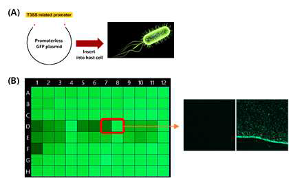 gfp-expressing reporter strain 제작 모식도 (A)와 천연물 라이브러리를 이용한 HTS 결과 및 형광 현미경 사진 (B)