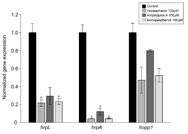 Hopeaphenol, ampelopsin A, isohopeaphenol에 의한 hrpL, hrpA, hopP1 유전자 발현량 비교를 위한 real-time PCR 분석결과