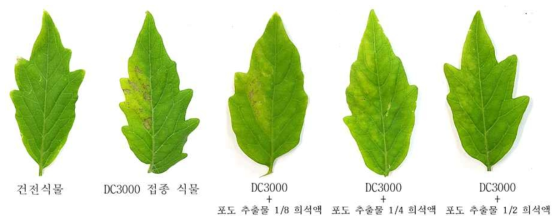 포도 추출물에 의한 병 방제 효과를 확인하기 위한 토마토 식물실험