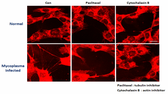 Actin, tubulin의 억제제에 의한 사이토님 생성 억제