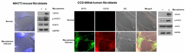 마이코플라즈마 감염에 의한 STAT3 phosphorylation과 CD133의 발현 증가