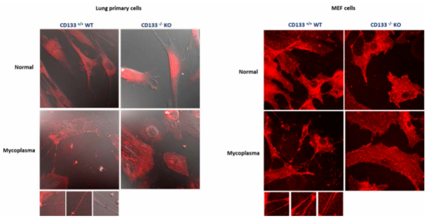 CD133 knock-out mice의 MEF cell과 lung primary cell에서 사이토님 생성