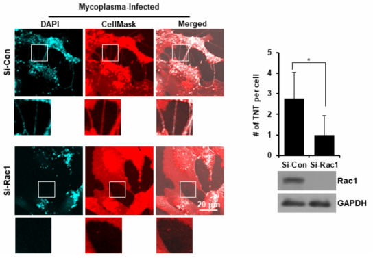 Si-RNA로 Raci1이 knock-down된 세포에서 사이토님 생성 억제