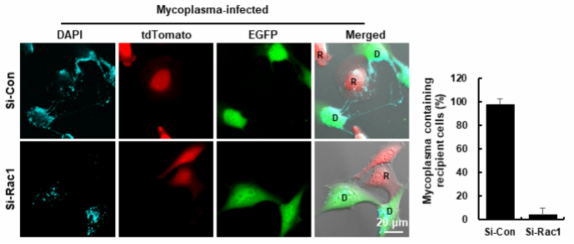 Rac1 si-RNA에 의한 마이코플라즈마 세포 간 이동의 억제