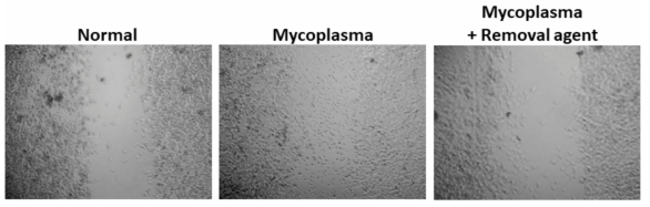 마이코플라즈마 감염에 따른 Wound healing assay