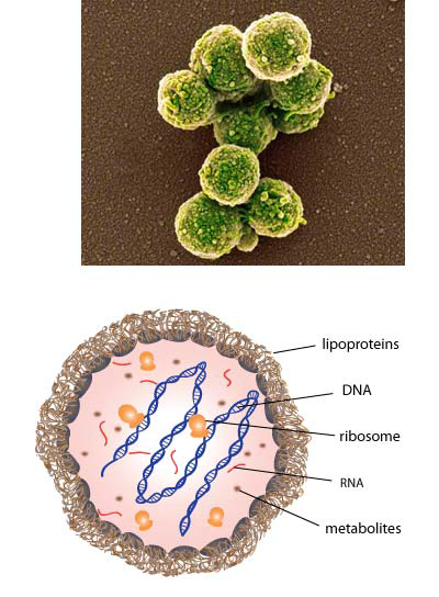 Mycoplasma 구조