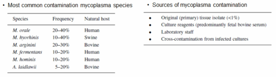 세포 배양 시 감염되기 쉬운 mycoplasma