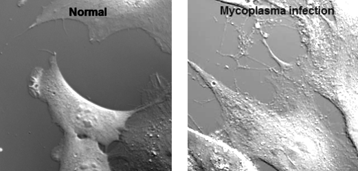 마이코플라즈마에 감염된 NIH3T3 세포