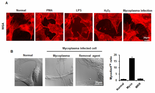 NIH3T3 세포에서 마아코플라즈마에 의한 사이토님 생성