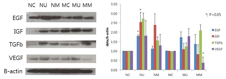 Western blot images for protein expression levels of EGF, IGF, TGF-β and VEGF in leiomyoma cells and normal myometrial cells treated with UPA and Ulipristal acetate NC: normal myometrium control, NU: NC+UPA 100ng 48h, NM: NC+Mifepristone 100ng 48h, MC: leiomyoma control, MU: MC+UPA 100ng 48h, MM: MC+Mifepristone 100ng 48h