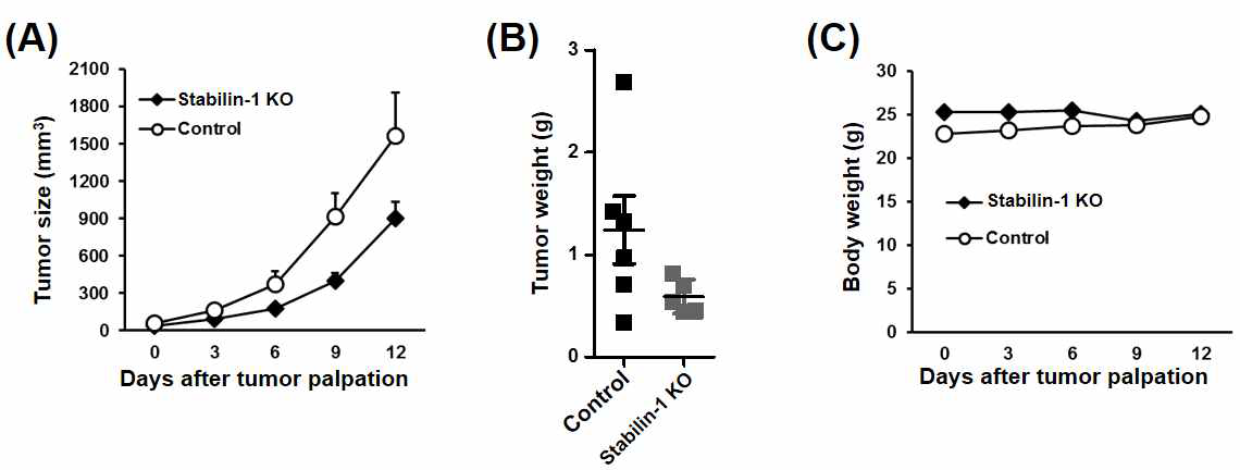 SCCVII–C3H/HeJ 동종 두경부암 쥐 모델에서 stabilin-1 제거 시 종양 성장 억제 효과
