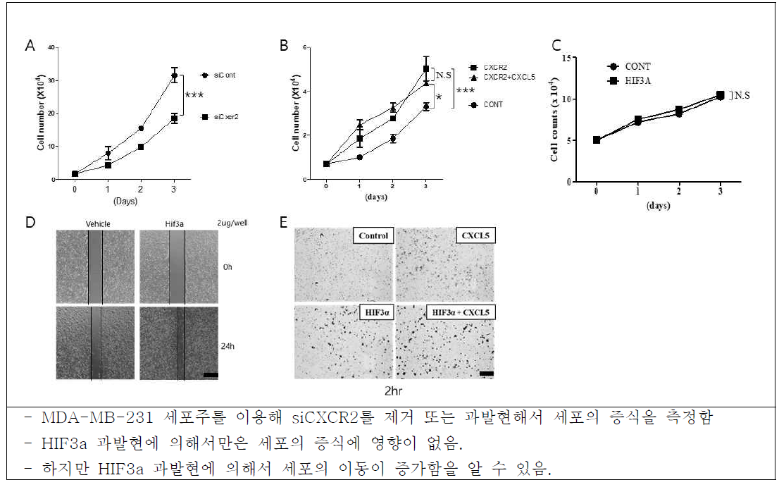 CXCR2와 HIF3a의 세포 성장에서의 영향